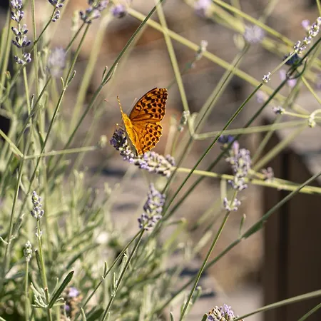 Pri Rybniku Strohm シャレー *