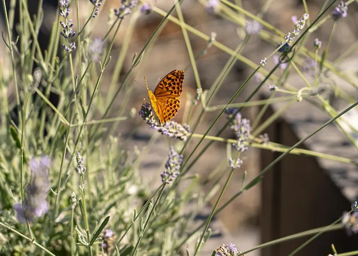 Pri Rybníku Strohm Chalé *